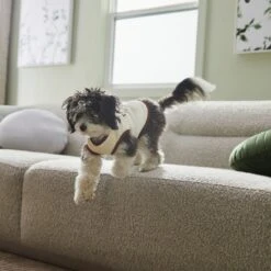 Frisco Problem Child Dog & Cat T-Shirt -Frisco Sales Store 312064 PT5. AC SS1800 V1673303462