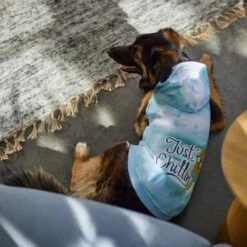 Frisco Just Chillin Dog & Cat Hoodie -Frisco Sales Store 312233 PT8. AC SS1800 V1644881922