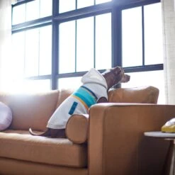 Frisco Striped Dog & Cat Hoodie -Frisco Sales Store 312265 PT8. AC SS1800 V1644884817