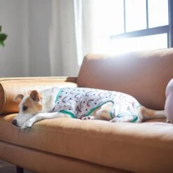 Frisco Rainbow Dog & Cat PJs 9 Frisco Rainbow Dog & Cat PJs -Frisco Sales Store 312283 PT8. AC SS1800 V1644879887