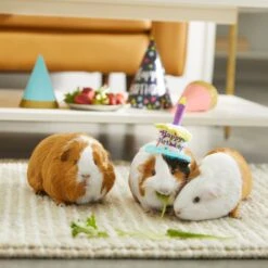 Frisco Happy Birthday Guinea Pig Hat -Frisco Sales Store 313132 PT8. AC SS1800 V1644526064