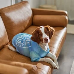 Frisco Peace Love Rescue Dog & Cat T-Shirt 11 Frisco Peace Love Rescue Dog & Cat T-Shirt -Frisco Sales Store 315068 PT8. AC SS1800 V1646351303