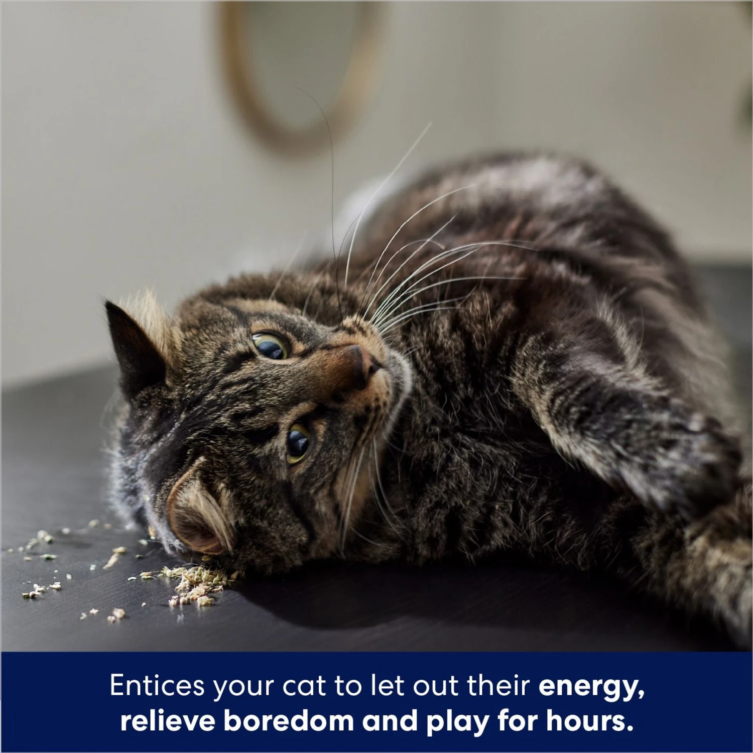 Frisco Natural Catnip 4 Frisco Natural Catnip - Image 4