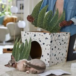 Frisco Potted Succulent Cardboard Cat House 9 Frisco Potted Succulent Cardboard Cat House -Frisco Sales Store 317723 PT3. AC SS1800 V1688677248