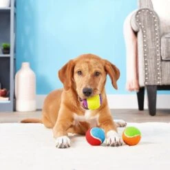 Frisco Fetch Squeaking Colorful Tennis Ball Dog Toy & Project Hive Pet Company Ball Dog Toy 12 Frisco Fetch Squeaking Colorful Tennis Ball Dog Toy & Project Hive Pet Company Ball Dog Toy -Frisco Sales Store 319024 PT3. AC SS1800 V1630550869