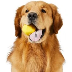 Frisco Fetch Squeaking Colorful Tennis Ball Dog Toy & Project Hive Pet Company Ball Dog Toy 14 Frisco Fetch Squeaking Colorful Tennis Ball Dog Toy & Project Hive Pet Company Ball Dog Toy -Frisco Sales Store 319024 PT5. AC SS1800 V1630560973