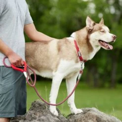 Frisco Outdoor Comfort Print Nylon Padded Dog Collar & Frisco Outdoor Ultra Reflective Rope Leash With Padded Handle 17 Frisco Outdoor Comfort Print Nylon Padded Dog Collar & Frisco Outdoor Ultra Reflective Rope Leash With Padded Handle -Frisco Sales Store 319066 PT8. AC SS1800 V1631141510