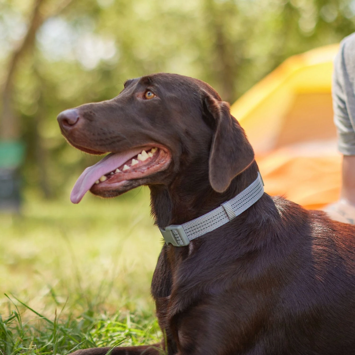 Frisco Outdoor Ultra Reflective Nylon Dog Collar & Frisco Outdoor Ultra Reflective Rope Leash With Padded Handle 5 Frisco Outdoor Ultra Reflective Nylon Dog Collar & Frisco Outdoor Ultra Reflective Rope Leash With Padded Handle - Image 5