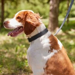 Frisco Outdoor Heathered Nylon Collar & Frisco Outdoor Heathered Nylon Leash 12 Frisco Outdoor Heathered Nylon Collar & Frisco Outdoor Heathered Nylon Leash -Frisco Sales Store 319124 PT4. AC SS1800 V1631153486