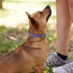 Frisco Outdoor Lightweight Ripstop Nylon Dog Harness & Frisco Outdoor Heathered Nylon Collar -Frisco Sales Store 319194 PT8. AC SS1800 V1631147497