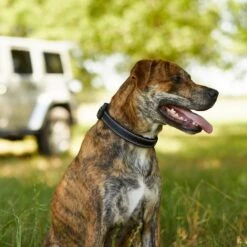 Frisco Outdoor Premium Ripstop Nylon Dog Harness With Pocket & Frisco Outdoor Nylon Reflective Comfort Padded Dog Collar 17 Frisco Outdoor Premium Ripstop Nylon Dog Harness With Pocket & Frisco Outdoor Nylon Reflective Comfort Padded Dog Collar -Frisco Sales Store 319304 PT8. AC SS1800 V1631147478