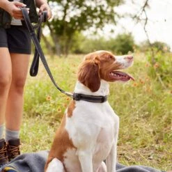 Frisco Outdoor Premium Ripstop Nylon Dog Harness With Pocket & Frisco Outdoor Nylon Reflective Comfort Padded Dog Leash 17 Frisco Outdoor Premium Ripstop Nylon Dog Harness With Pocket & Frisco Outdoor Nylon Reflective Comfort Padded Dog Leash -Frisco Sales Store 319306 PT8. AC SS1800 V1631161603