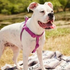 Frisco Outdoor Solid Textured Waterproof Stink Proof PVC Dog Harness & Frisco Outdoor Solid Textured Waterproof Stink Proof PVC Dog Leash -Frisco Sales Store 319356 PT4. AC SS1800 V1631146580