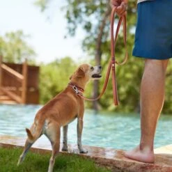 Frisco Outdoor Two Toned Waterproof Stink Proof PVC Dog Leash & Frisco Outdoor Two Tone Waterproof Stinkproof PVC Dog Harness -Frisco Sales Store 319448 PT3. AC SS1800 V1631149877