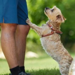 Frisco Outdoor Two Toned Waterproof Stink Proof PVC Dog Leash & Frisco Outdoor Two Tone Waterproof Stinkproof PVC Dog Harness -Frisco Sales Store 319448 PT8. AC SS1800 V1631145975