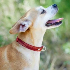 Frisco Outdoor Woven Jacquard Nylon Dog Collar & Frisco Outdoor Waterproof Stinkproof PVC Rope Leash -Frisco Sales Store 319466 PT4. AC SS1800 V1631148691