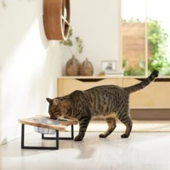 Frisco Premium Wood Elevated Bone Shape Stainless Steel Double Diner Dog & Cat Bowl, 3 Cup 9 Frisco Premium Wood Elevated Bone Shape Stainless Steel Double Diner Dog & Cat Bowl, 3 Cup -Frisco Sales Store 331497 PT3. AC SS1800 V1657656892