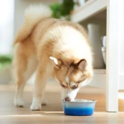 Frisco Ombre Design Stainless Steel Dog & Cat Bowl 9 Frisco Ombre Design Stainless Steel Dog & Cat Bowl -Frisco Sales Store 331516 PT2. AC SS1800 V1657656874