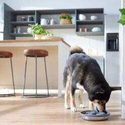 Frisco Silicone Stainless Paw Steel Slow Feeder Dog & Cat Bowl -Frisco Sales Store 331528 PT2. AC SS1800 V1657656874