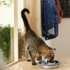 Frisco Silicone Stainless Paw Steel Slow Feeder Dog & Cat Bowl -Frisco Sales Store 331528 PT3. AC SS1800 V1657656874