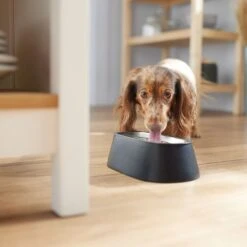 Frisco Long Eared Breed Stainless Steel Dog Bowl, Black, 2 Cup -Frisco Sales Store 331530 PT2. AC SS1800 V1657656874