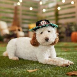 Frisco Day Of The Dead Dog & Cat Hat -Frisco Sales Store 334497 PT6. AC SS1800 V1657720139