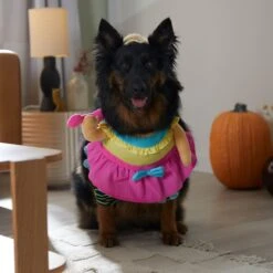 Frisco Front Walking Workout Girl Dog & Cat Costume -Frisco Sales Store 335111 PT7. AC SS1800 V1657656881