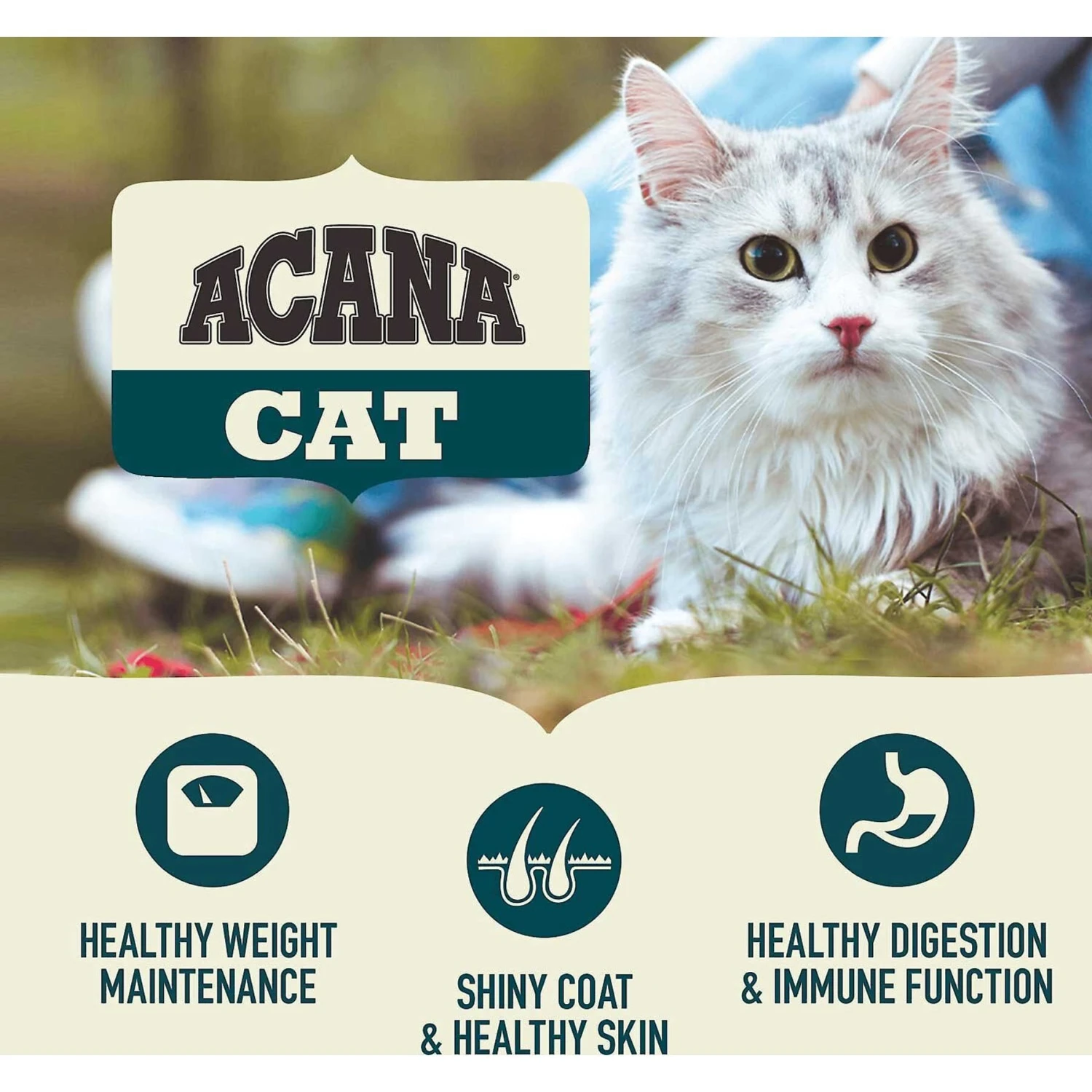 ACANA First Feast High-Protein Kitten Dry Cat Food, 4-lb Bag & Frisco Multi-Cat Unscented Clumping Clay Cat Litter 5 ACANA First Feast High-Protein Kitten Dry Cat Food, 4-lb Bag & Frisco Multi-Cat Unscented Clumping Clay Cat Litter - Image 5