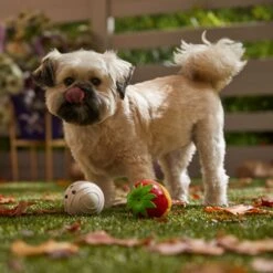 Frisco Halloween Chocolate Covered Strawberries Latex Squeaky Dog Toy -Frisco Sales Store 344043 PT3. AC SS1800 V1657657031