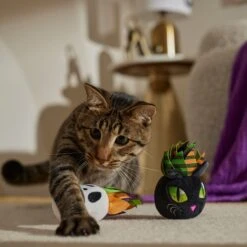 Frisco Halloween Succulents Plush Cat Toy With Catnip, 2 Count 6 Frisco Halloween Succulents Plush Cat Toy With Catnip, 2 Count -Frisco Sales Store 344082 PT3. AC SS1800 V1657657035