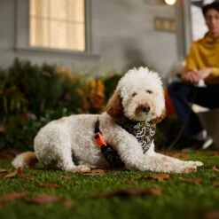 Frisco Halloween Over-The-Head Reflective Bat Wing Vest Harness -Frisco Sales Store 347515 PT7. AC SS1800 V1657657091