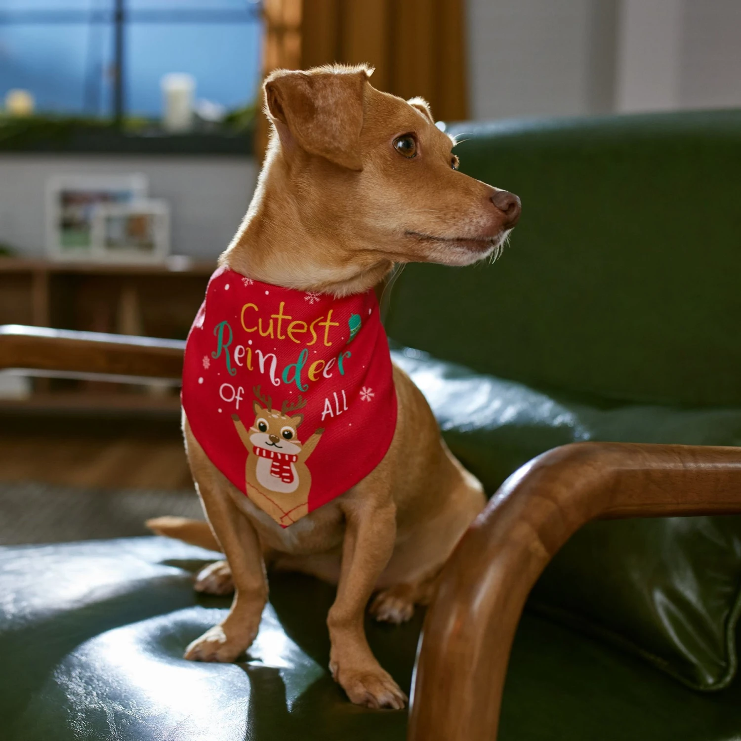 Frisco Cutest Reindeer Of All Dog & Cat Bandana 7 Frisco Cutest Reindeer Of All Dog & Cat Bandana - Image 7