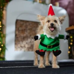 Frisco Front Walking Elf Dog & Cat Costume -Frisco Sales Store 357956 PT7. AC SS1800 V1661799329