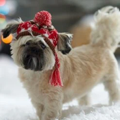 Frisco Reindeer Fair Isle Dog & Cat Pom Hat -Frisco Sales Store 358309 PT4. AC SS1800 V1661797821