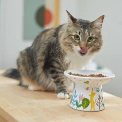 Frisco Cat Face Floral Wide Shape Elevated Non-Skid Ceramic Cat Bowl -Frisco Sales Store 363377 PT3. AC SS1800 V1657657267