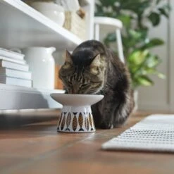 Frisco Cat Face Wide Shape Elevated Non-Skid Ceramic Cat Bowl -Frisco Sales Store 363381 PT3. AC SS1800 V1657657267