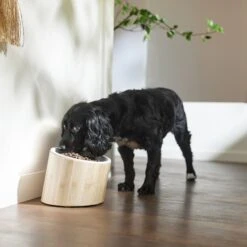 Frisco Elevated Slanted Bamboo Melamine Non-Skid Dog Bowl With Bamboo Stand 10 Frisco Elevated Slanted Bamboo Melamine Non-Skid Dog Bowl With Bamboo Stand -Frisco Sales Store 363387 PT2. AC SS1800 V1657657267