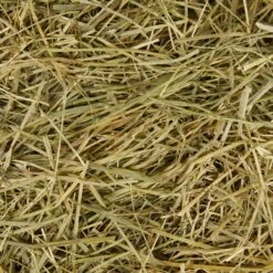 Frisco Small Pet Timothy Hay 8 Frisco Small Pet Timothy Hay -Frisco Sales Store 373037 PT3. AC SS1800 V1653577306