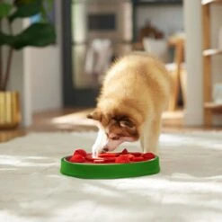 Frisco Watermelon Interactive Puzzle Dog Toy, Advanced -Frisco Sales Store 506322 PT5. AC SS1800 V1674667034