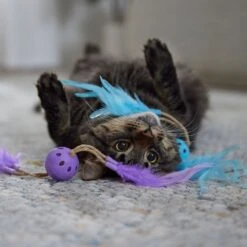 Frisco Feather & Play Plastic Balls Cat Toy, 2 Count 6 Frisco Feather & Play Plastic Balls Cat Toy, 2 Count -Frisco Sales Store 525998 PT3. AC SS1800 V1669148124