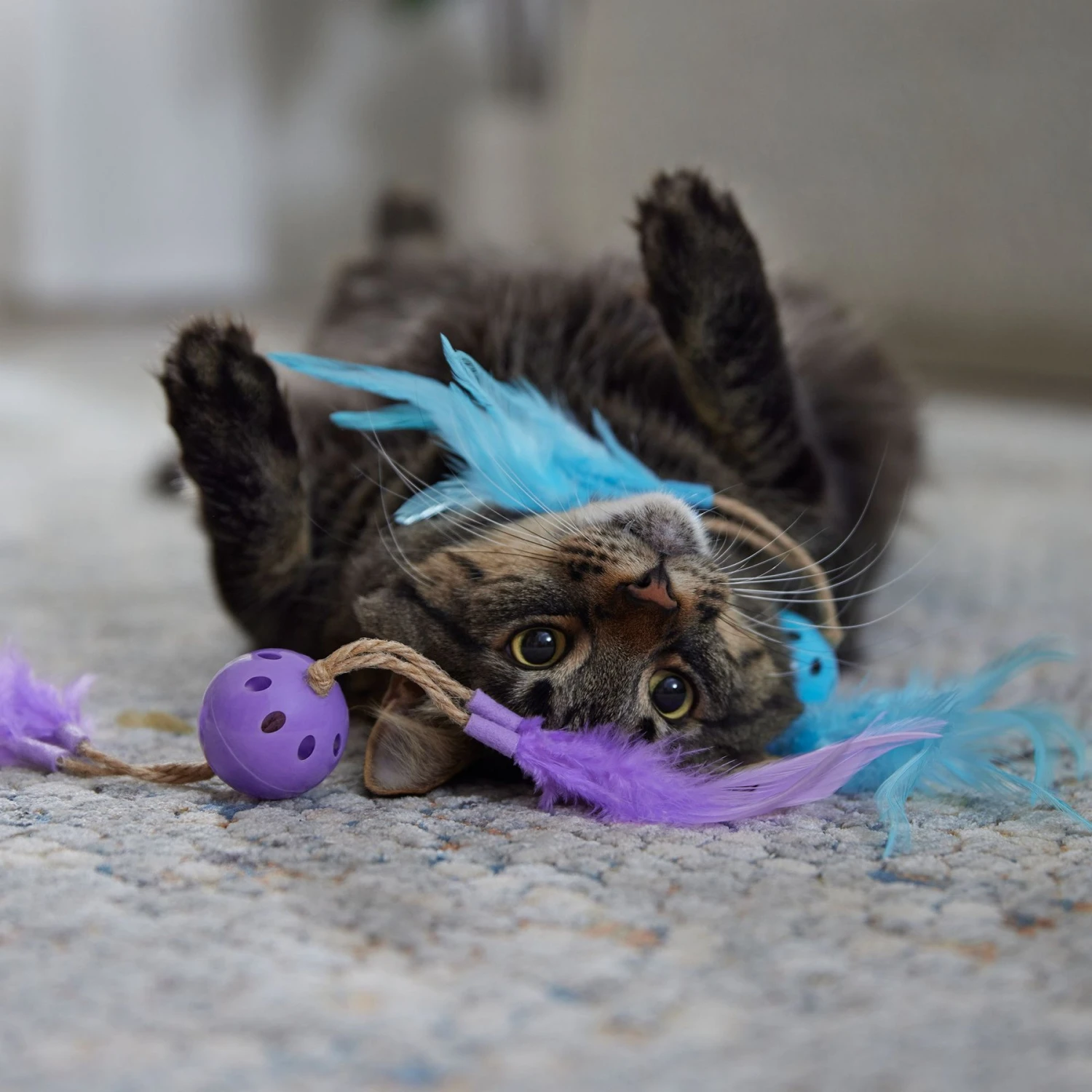 Frisco Feather & Play Plastic Balls Cat Toy, 2 Count 3 Frisco Feather & Play Plastic Balls Cat Toy, 2 Count - Image 3