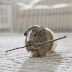 Frisco Apple Stick Bundle Small Pet Chew Toy -Frisco Sales Store 536862 PT3. AC SS1800 V1668902495