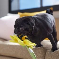 Frisco Spring Sunflower Plush Squeaky Dog Toy -Frisco Sales Store 546766 PT4. AC SS1800 V1702500565