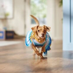 Frisco Beach Vibes Dog & Cat Dress 12 Frisco Beach Vibes Dog & Cat Dress -Frisco Sales Store 556934 PT5. AC SS1800 V1675280724