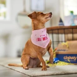 Frisco Dog & Cat Birthday Bandana 13 Frisco Dog & Cat Birthday Bandana -Frisco Sales Store 608206 PT5. AC SS1800 V1676643860