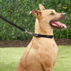 Frisco Solid Nylon Dog Leash + 4 Items -Frisco Sales Store 623766 PT4. AC SS1800 V1662743050