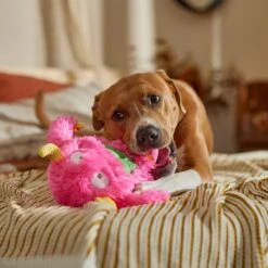 Frisco Halloween Zany Monster Muscle Plush Squeaky Dog Toy 8 Frisco Halloween Zany Monster Muscle Plush Squeaky Dog Toy -Frisco Sales Store 668166 PT3. AC SS1800 V1689271301