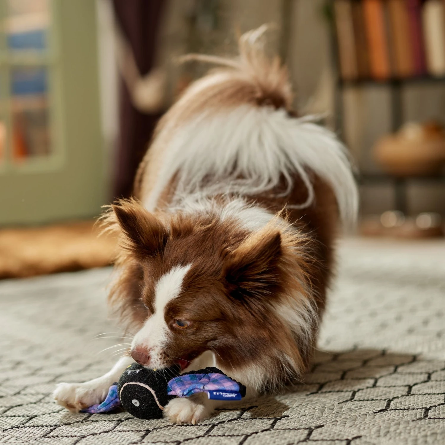 Frisco Halloween Bat Fetch Squeaky Tennis Ball Dog Toy 4 Frisco Halloween Bat Fetch Squeaky Tennis Ball Dog Toy - Image 4