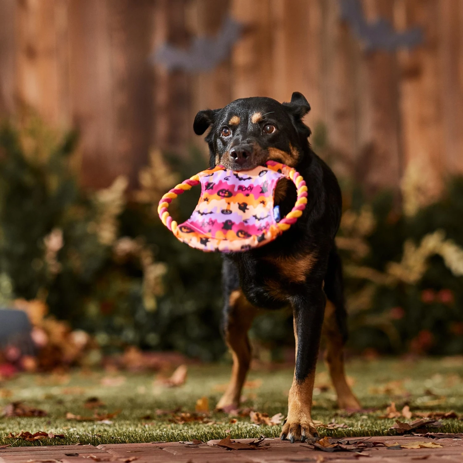 Frisco Halloween Ghost Swirl Fetch Flyer Dog Toy 3 Frisco Halloween Ghost Swirl Fetch Flyer Dog Toy - Image 3