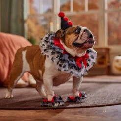 Frisco Clown Dog & Cat Costume Accessory -Frisco Sales Store 706526 PT7. AC SS1800 V1689282556